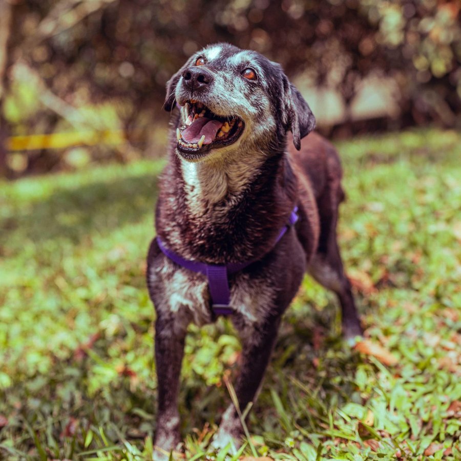 Medellín le apuesta a convertirse en distrito libre de fauna silvestre en cautiverio