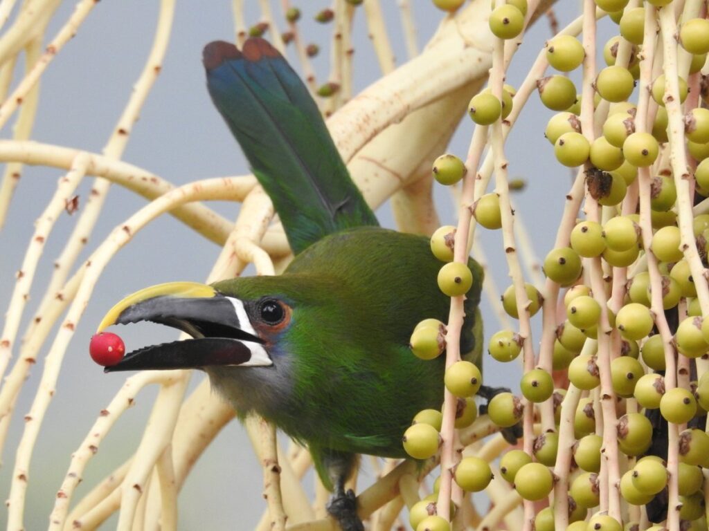 Medellín le apuesta a convertirse en distrito libre de fauna silvestre en cautiverio