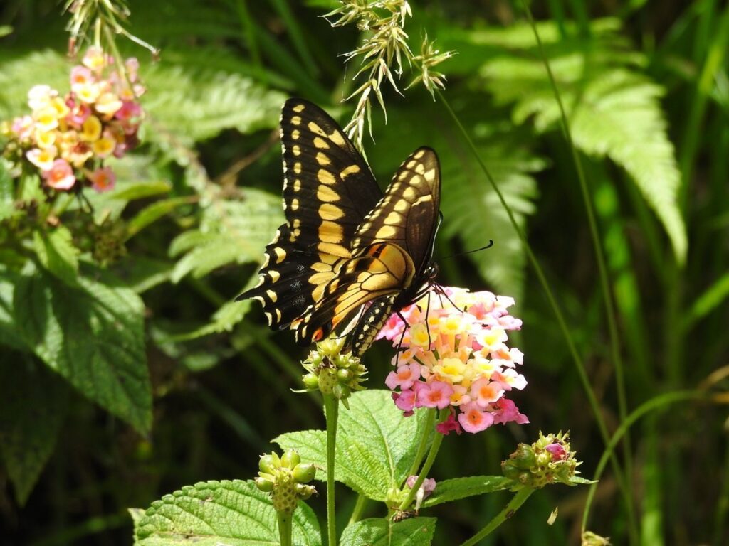 Medellín le apuesta a convertirse en distrito libre de fauna silvestre en cautiverio
