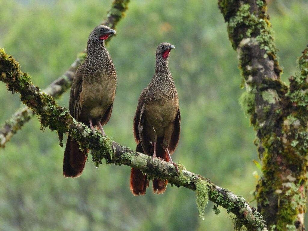Medellín es sede satélite de la COP16, la cumbre global sobre biodiversidad
