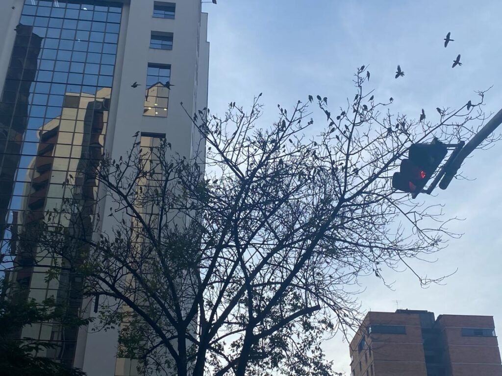 Pericos en la Oriental