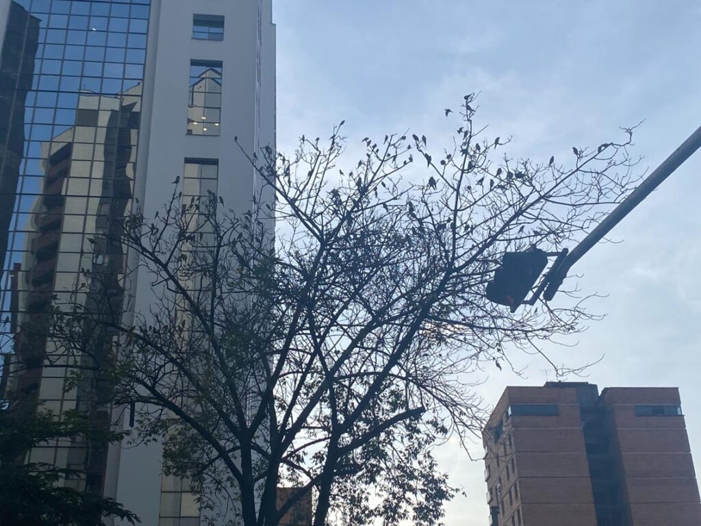 Pericos en la Oriental