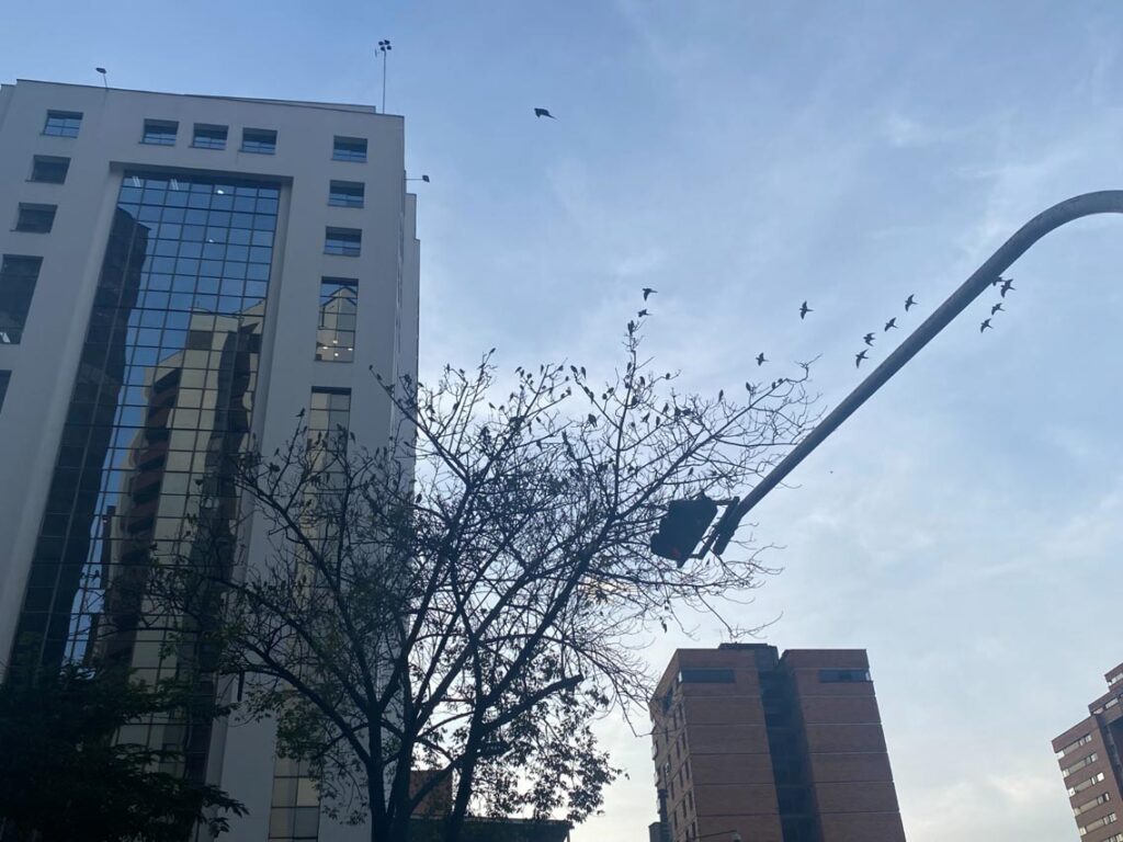 Pericos en la Oriental