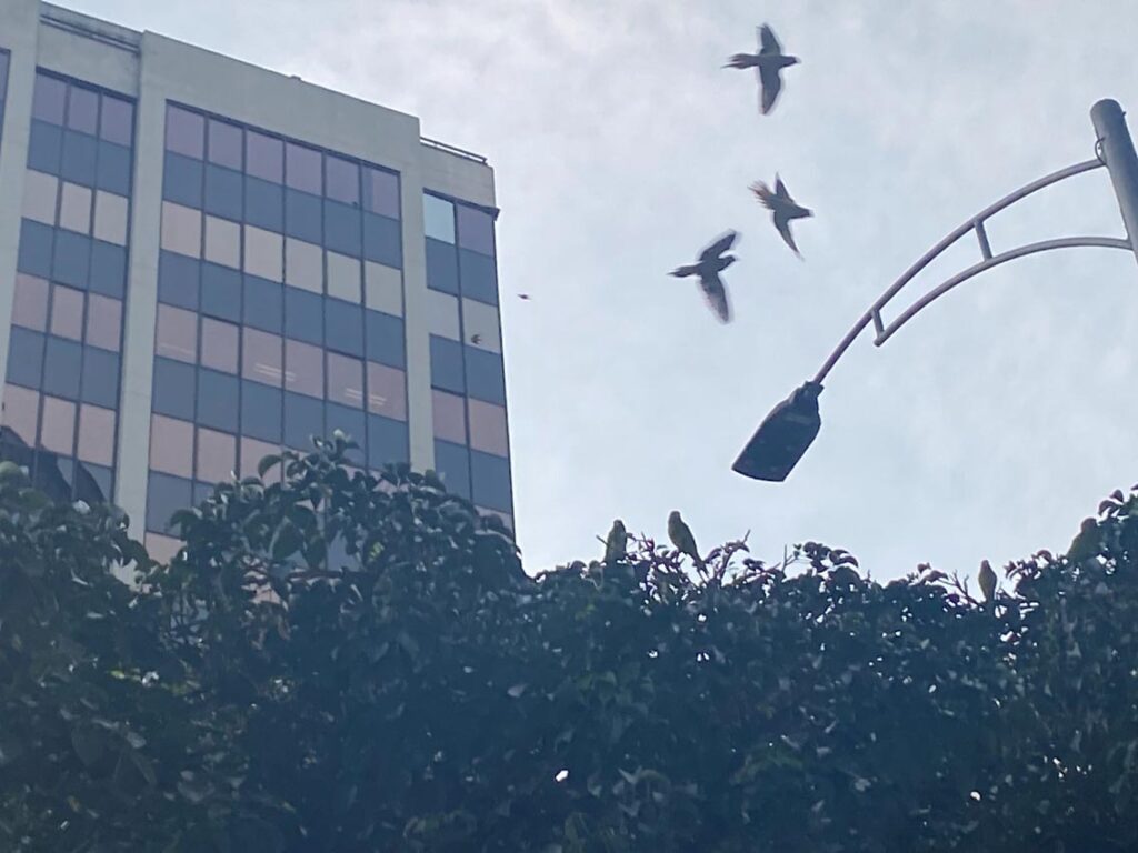 Pericos en la Oriental