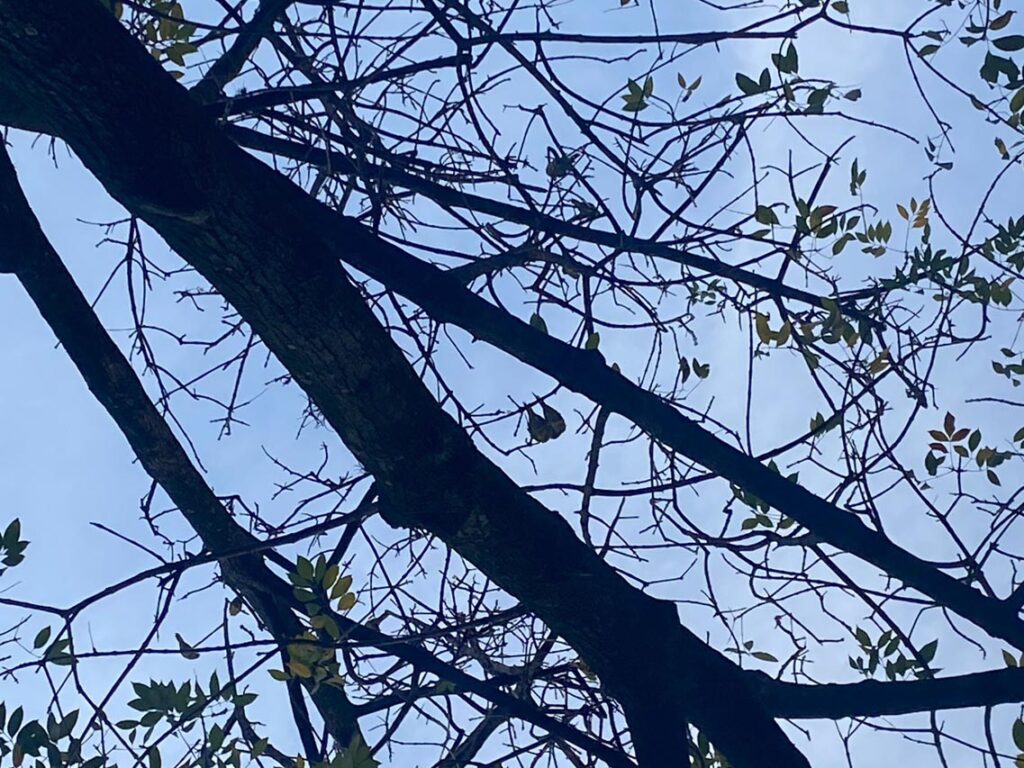 Pericos en la Oriental