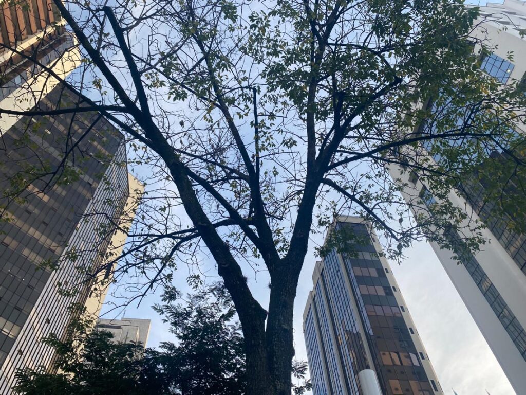 Pericos en la Oriental