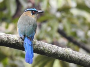 Que el amor brille más que la pólvora en esta Navidad con el cuidado de la fauna doméstica y silvestre