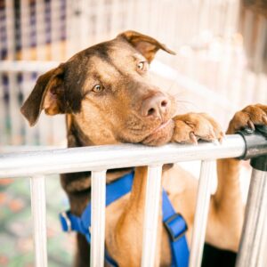 En Medellín se vivirá este fin de semana una gran jornada de esterilización y adopción de animales de compañía