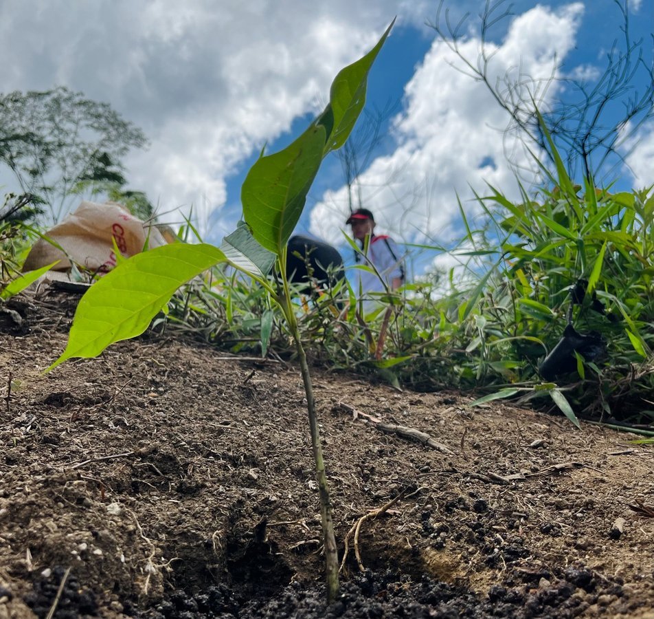En el centro oriente de Medellín se sembrarán 46.000 nuevos árboles para recuperar el Bosque de los Héroes