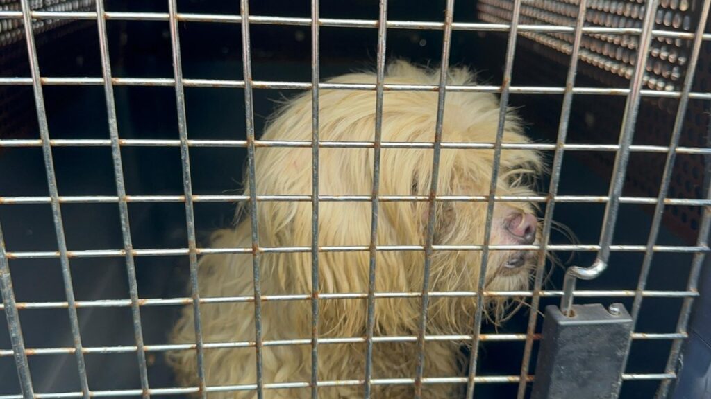 En la emergencia de Santa Cruz, una 'Princesa' será adoptada