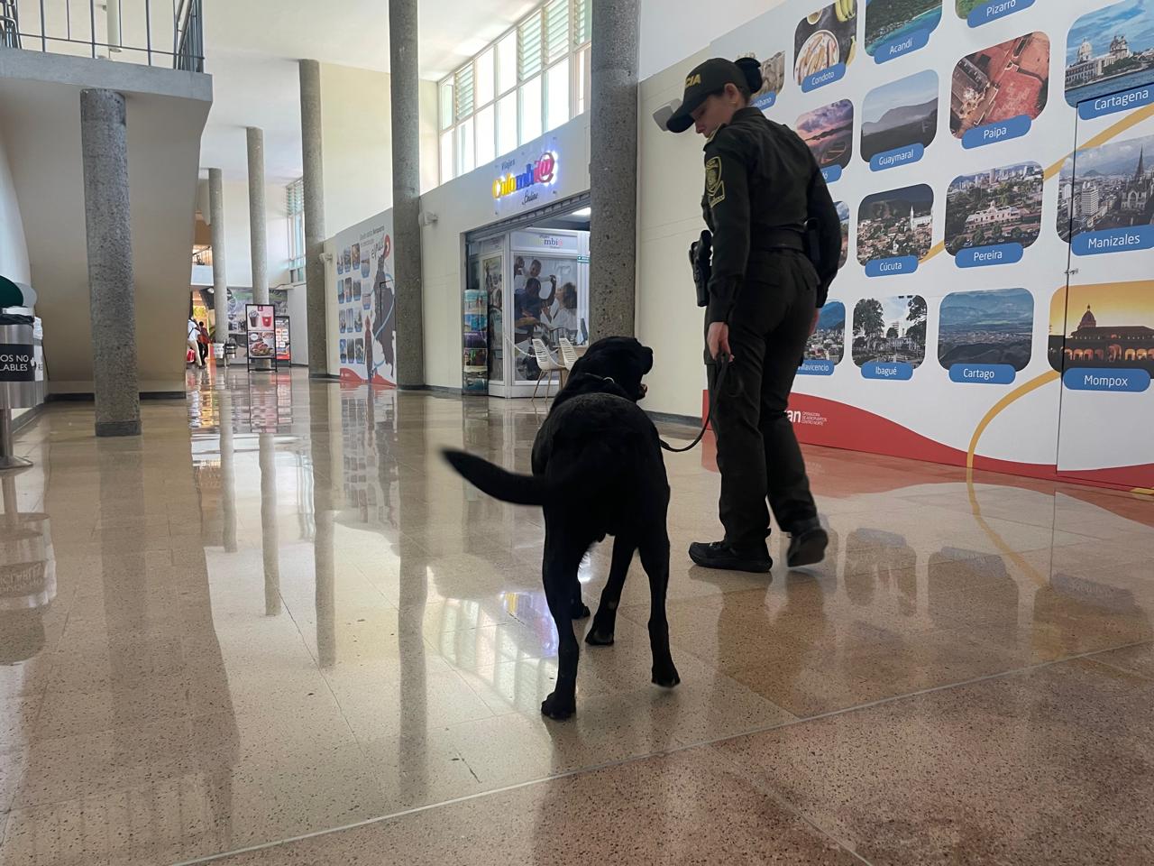 Héroes de cuatro patas: el equipo de seguridad en el aeropuerto Olaya Herrera de Medellín