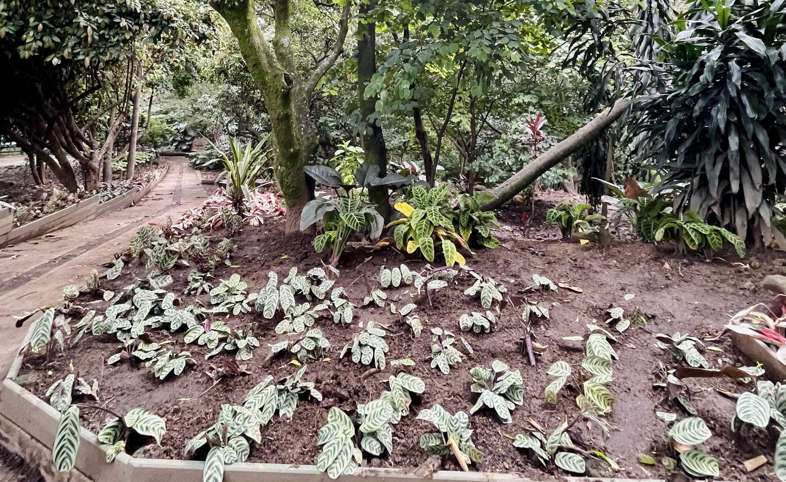 Medellín vuelve a ser una ‘tacita de plata’: el Distrito recuperó el 100 % de las áreas verdes, lo que equivale a 59 veces la superficie del Atanasio Girardot