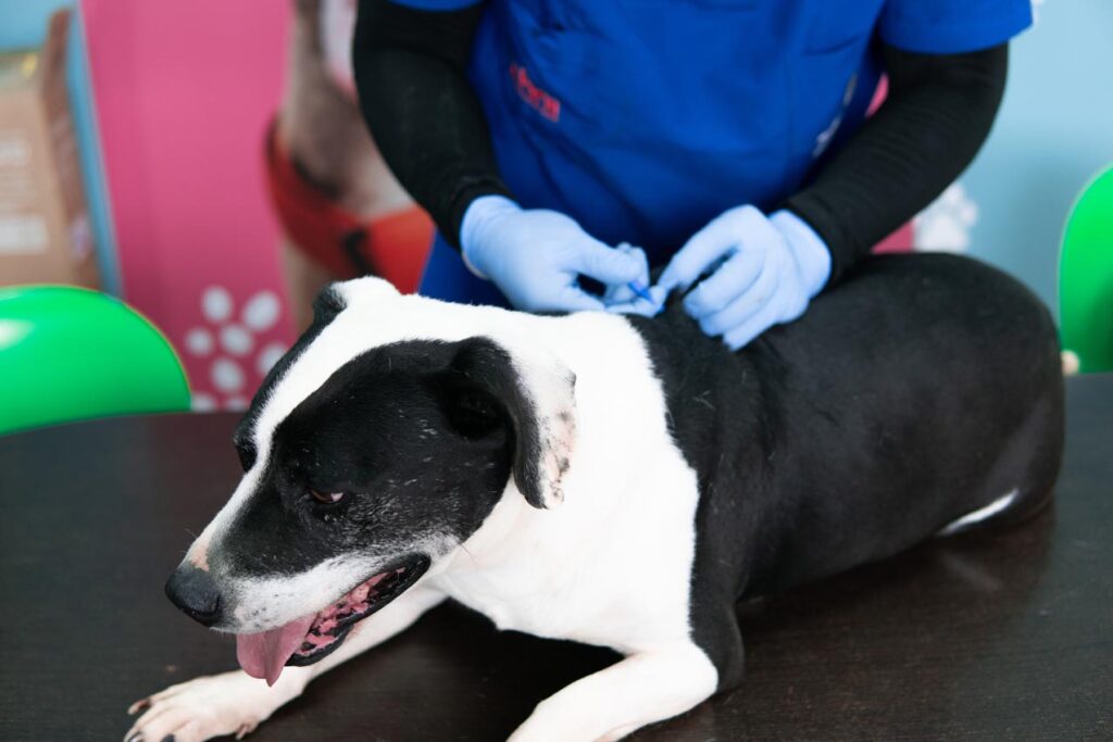 Perro en proceso de implantación de chip