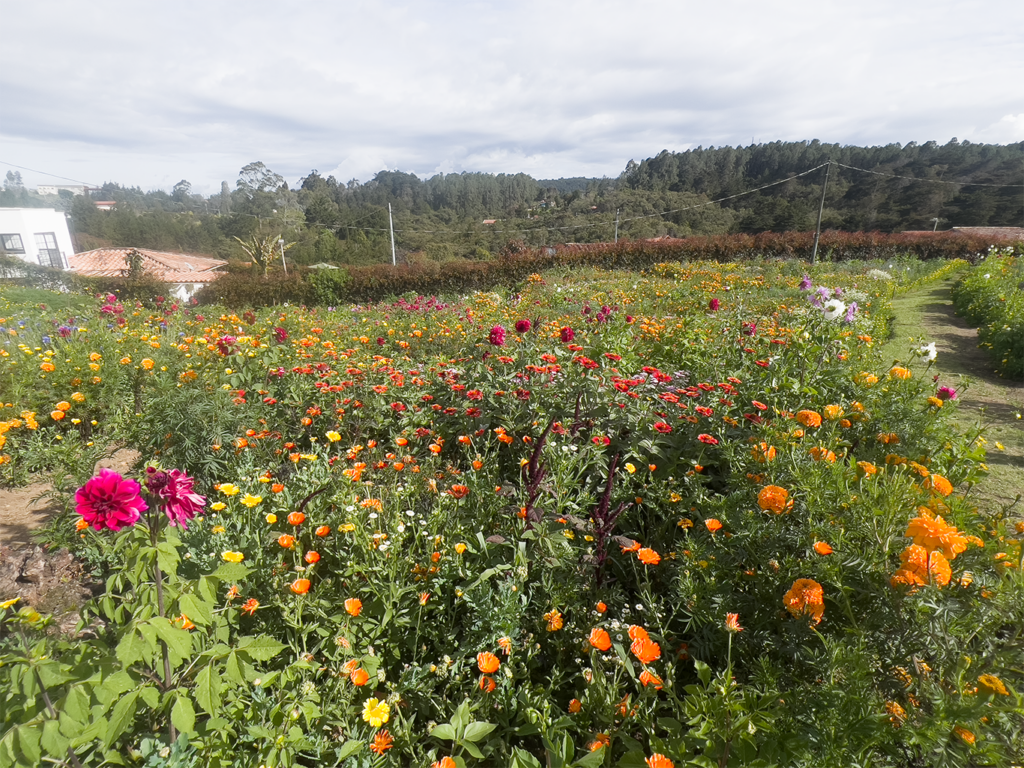 Imagen de flores en Santa Elena