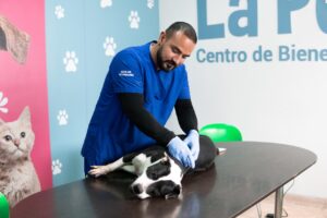 Veterinario y perro en consulta