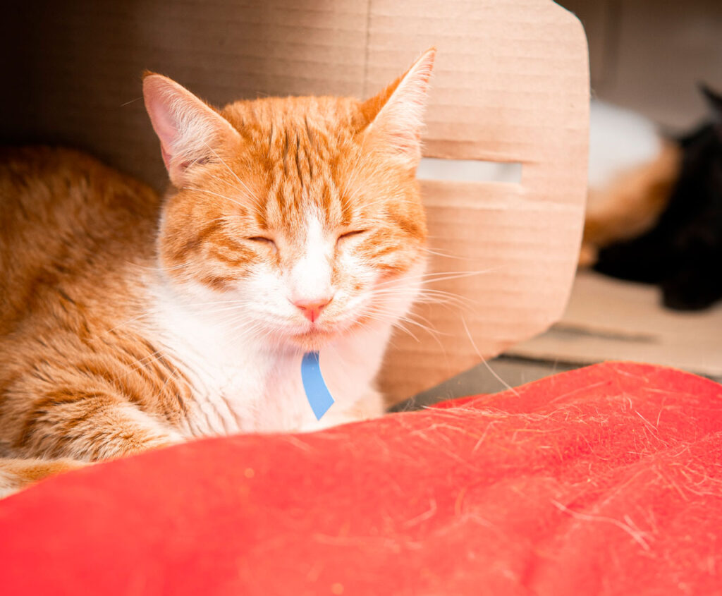 Imagen de un gato rayado naranja con blanco