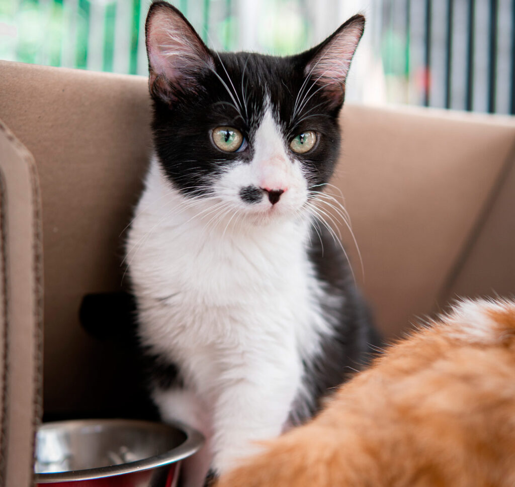 Fotografía de gato negro con blanco