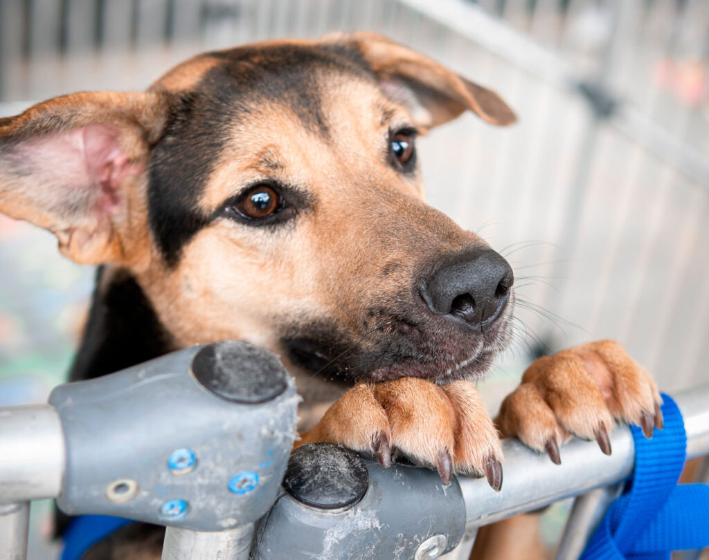 Fotografía de perro café con negro