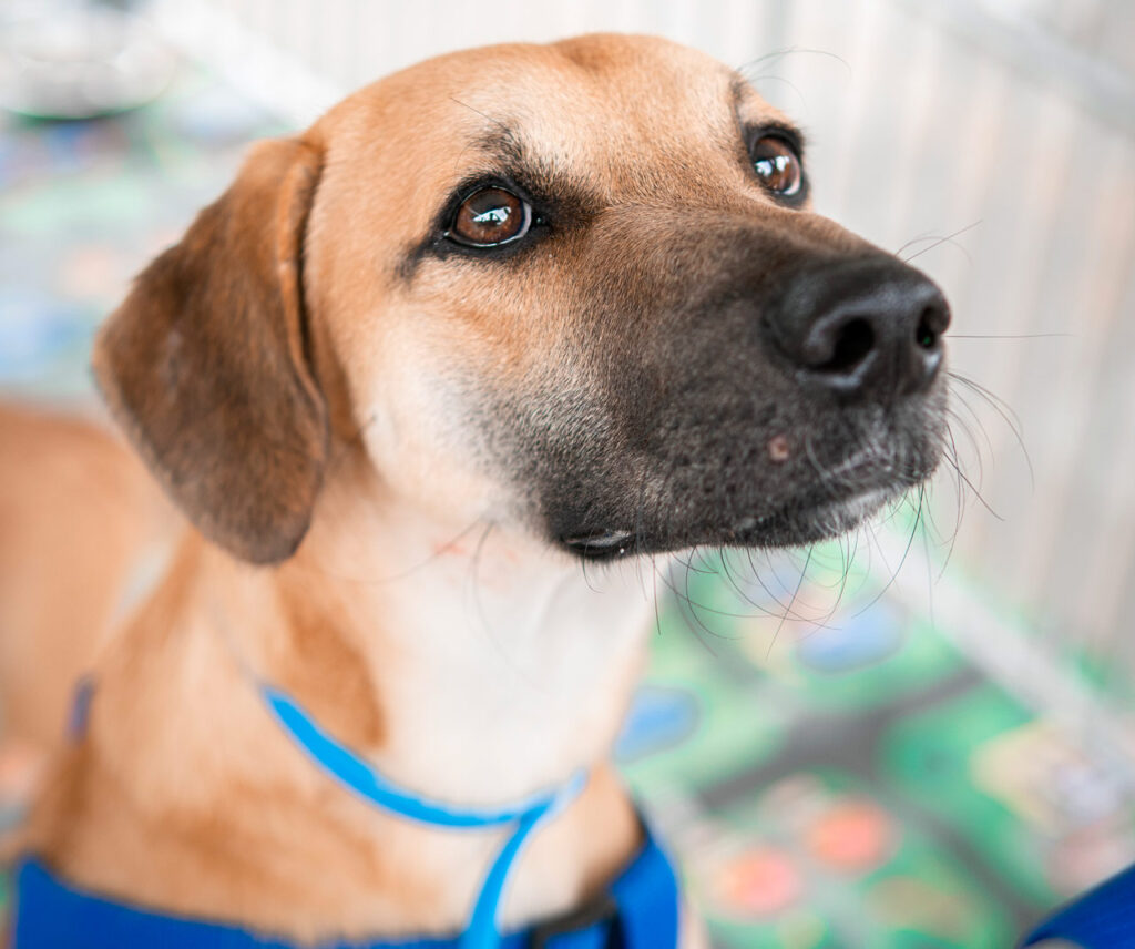 Imagen de un perro siendo atendido