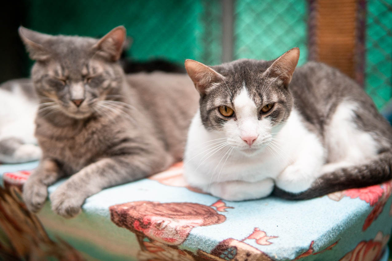 Medellín realizará este domingo la primera ‘adoptatón’ de animales de compañía en el año
