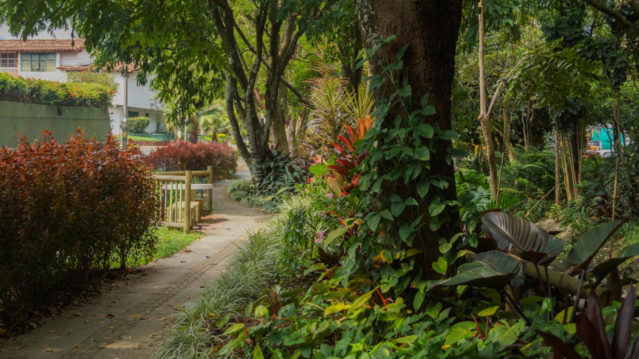 Descubre el bosque urbano de Medellín: nuestro pulmón verde y refugio de vida