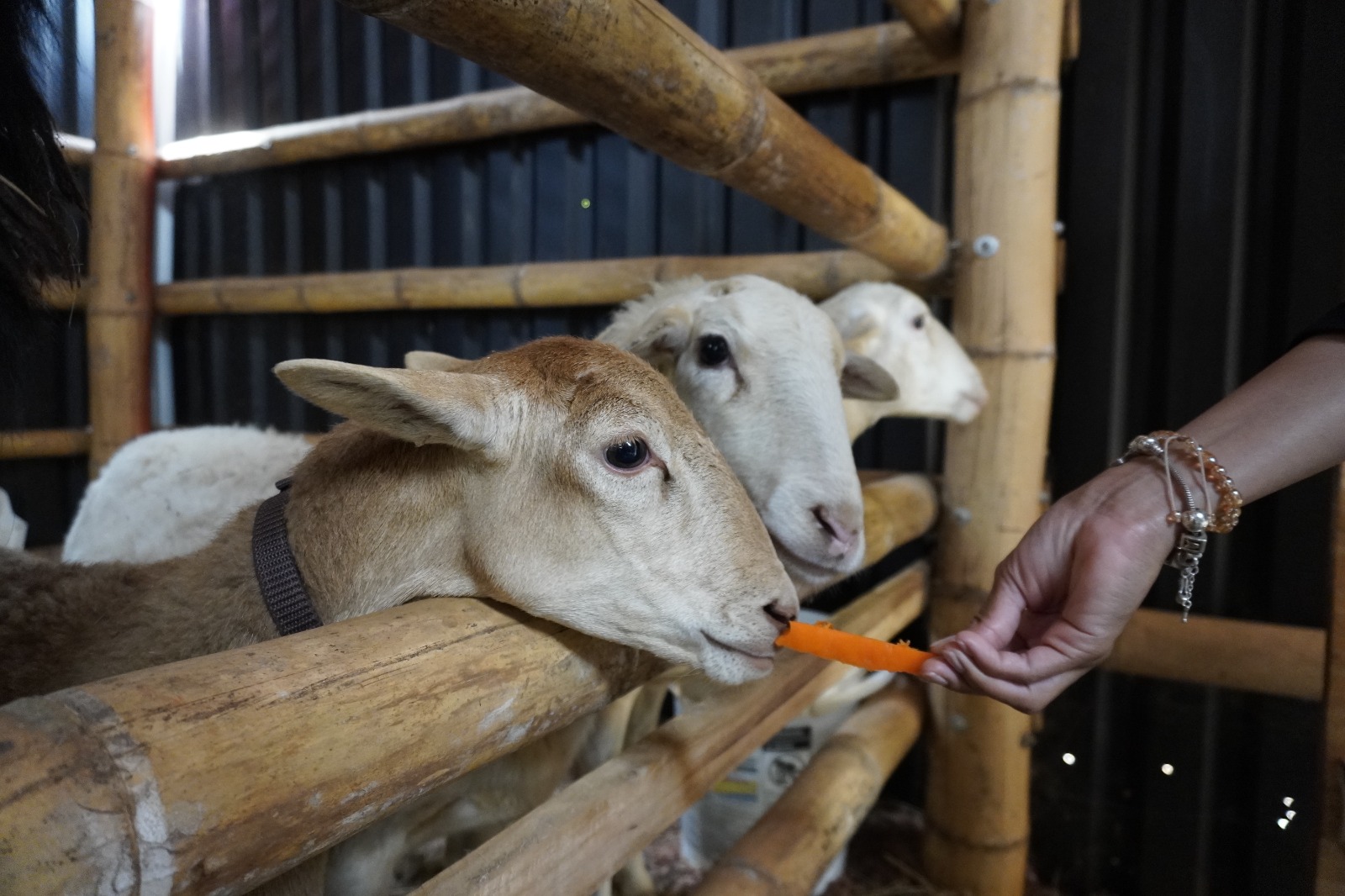 Imagen alimentando cabras Parque norte