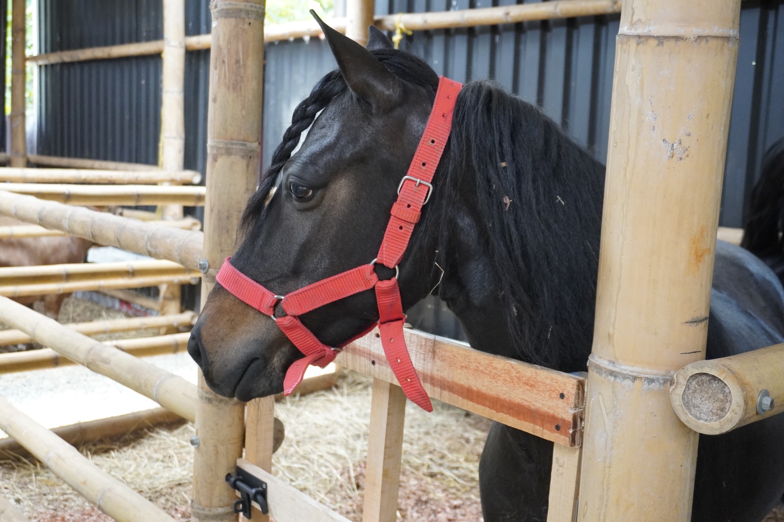 Imagen de Caballo Parque norte