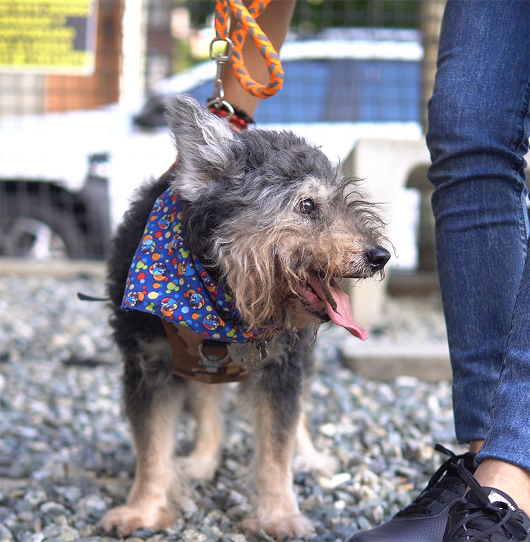 Imagen de Kadó con correa