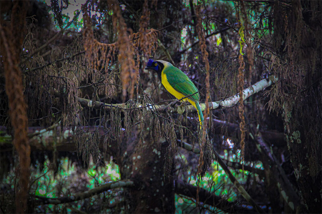 Imagen de pájaro Carriquí