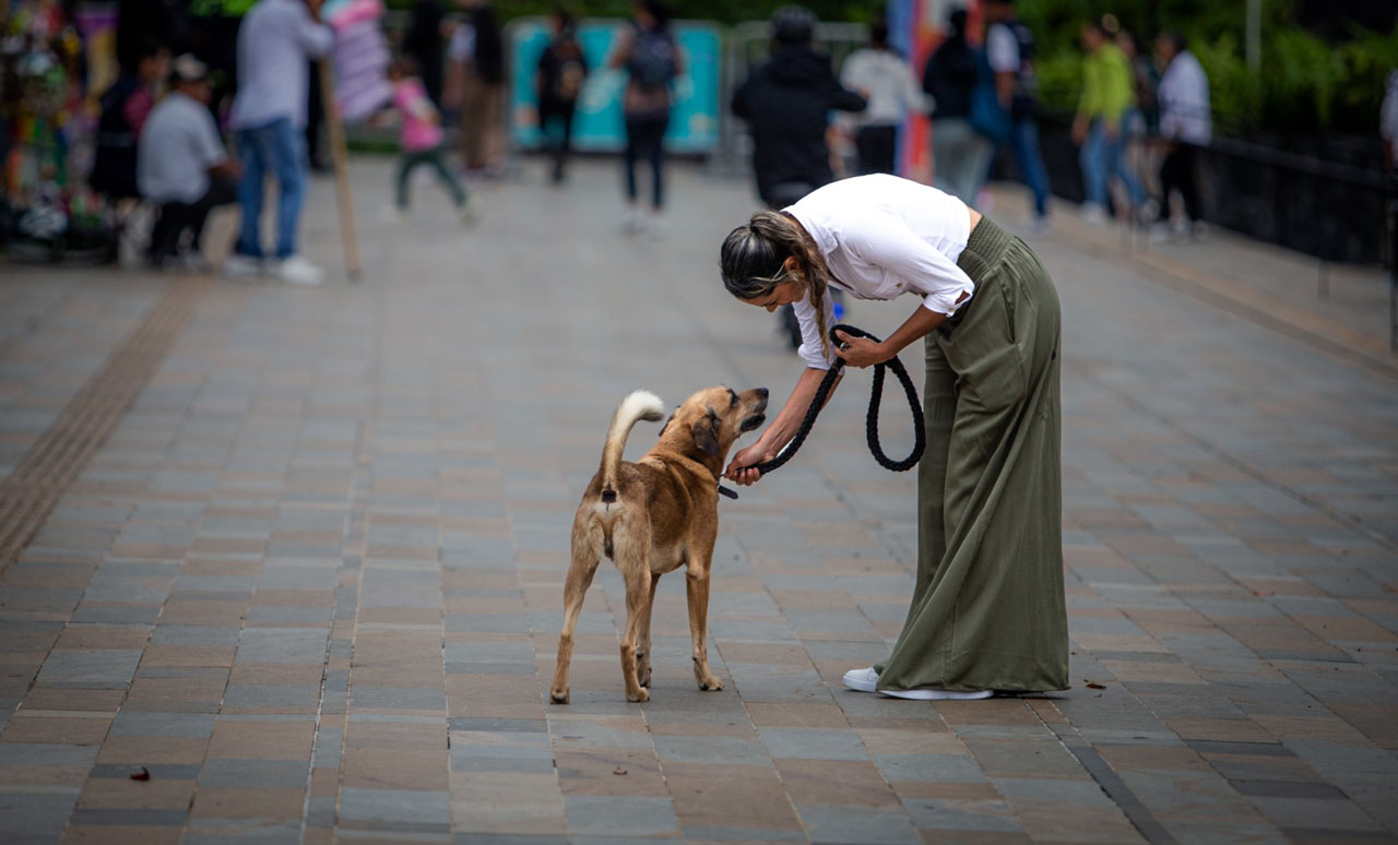 Imagen joven poniendo collar a animal de compañia