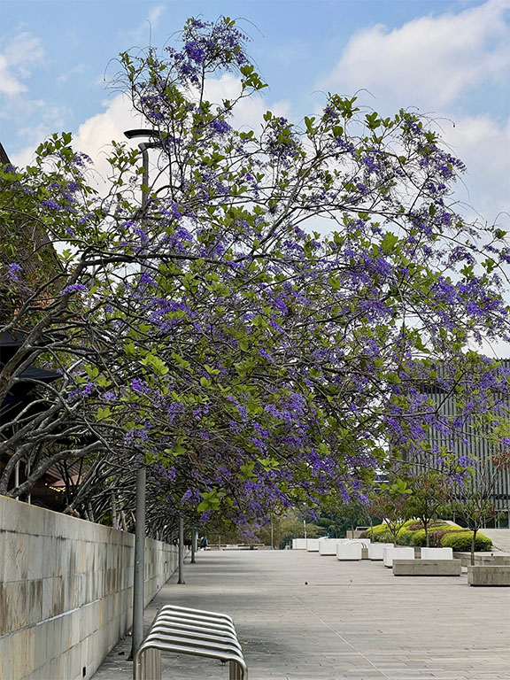 Imagen 2 Guayacán Azul