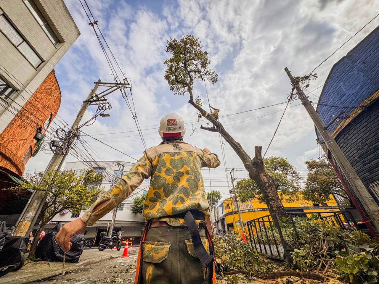 Avanza la intervención de árboles en riesgo para mitigar incidentes que comprometan la vida
