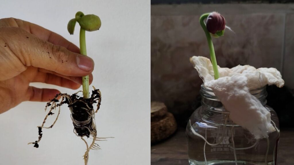 Imagen agricultura urbana 2