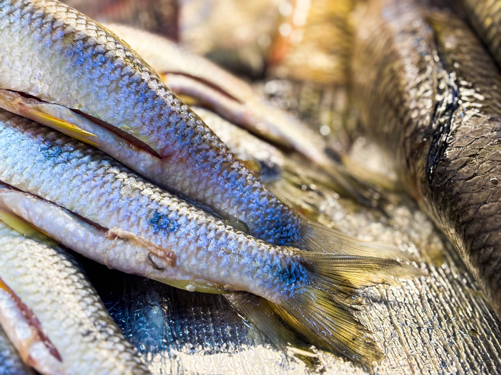 Imagen colas de pescado 2