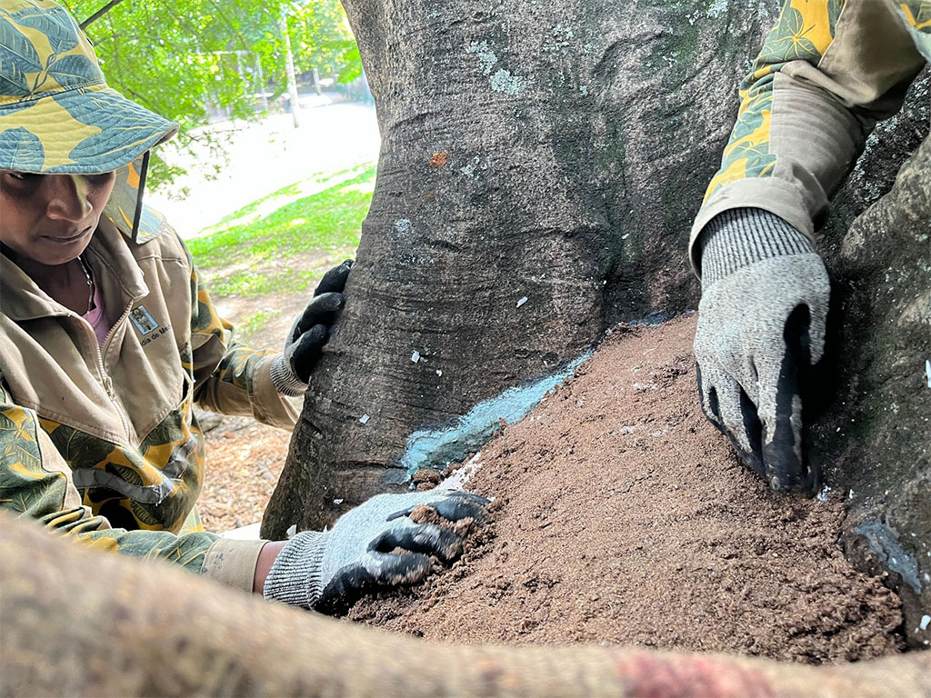 Imagen cuidado de bosque 3A