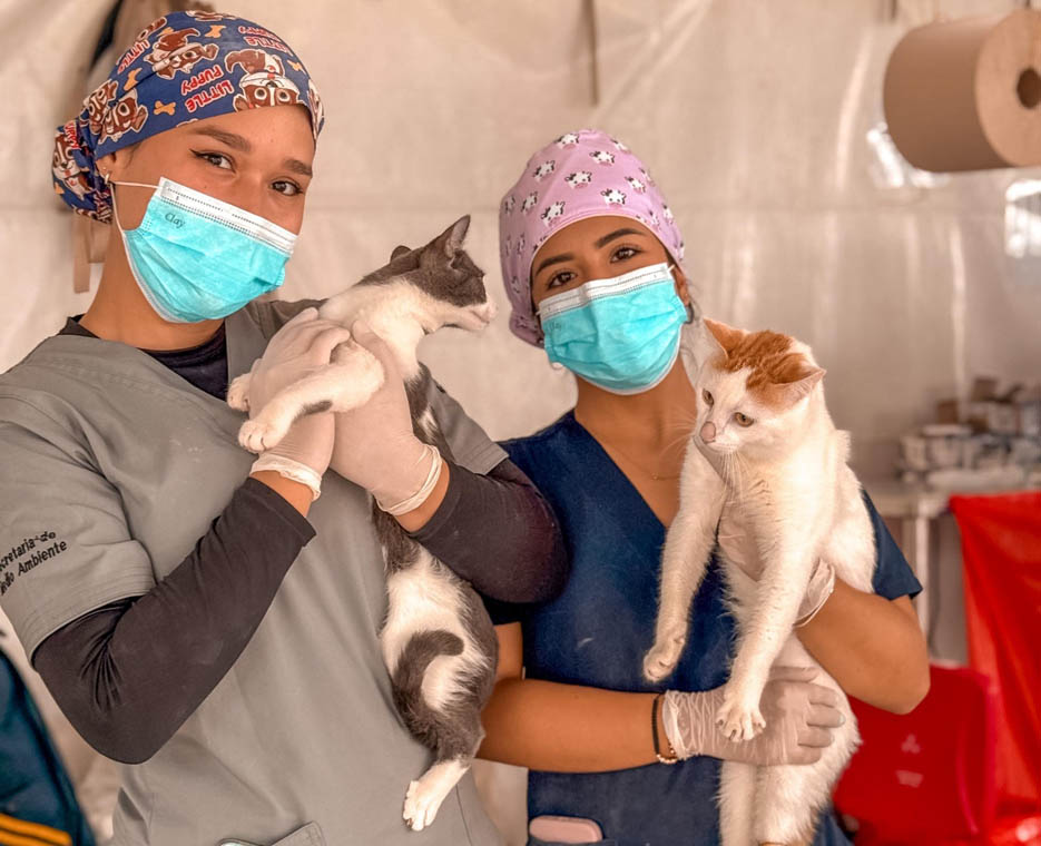 Imagen enfermeras veterinarias cargando gatos