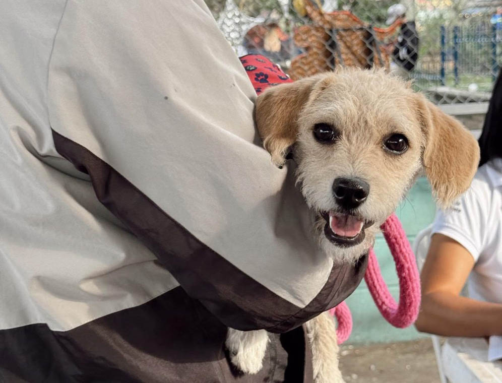 Imagen propietario de mascota carga a su perro