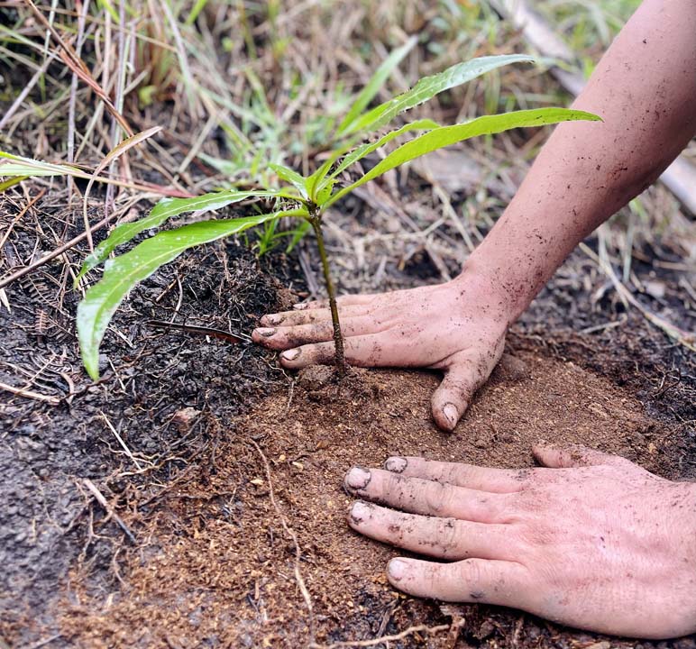 Imagen sembrando planta