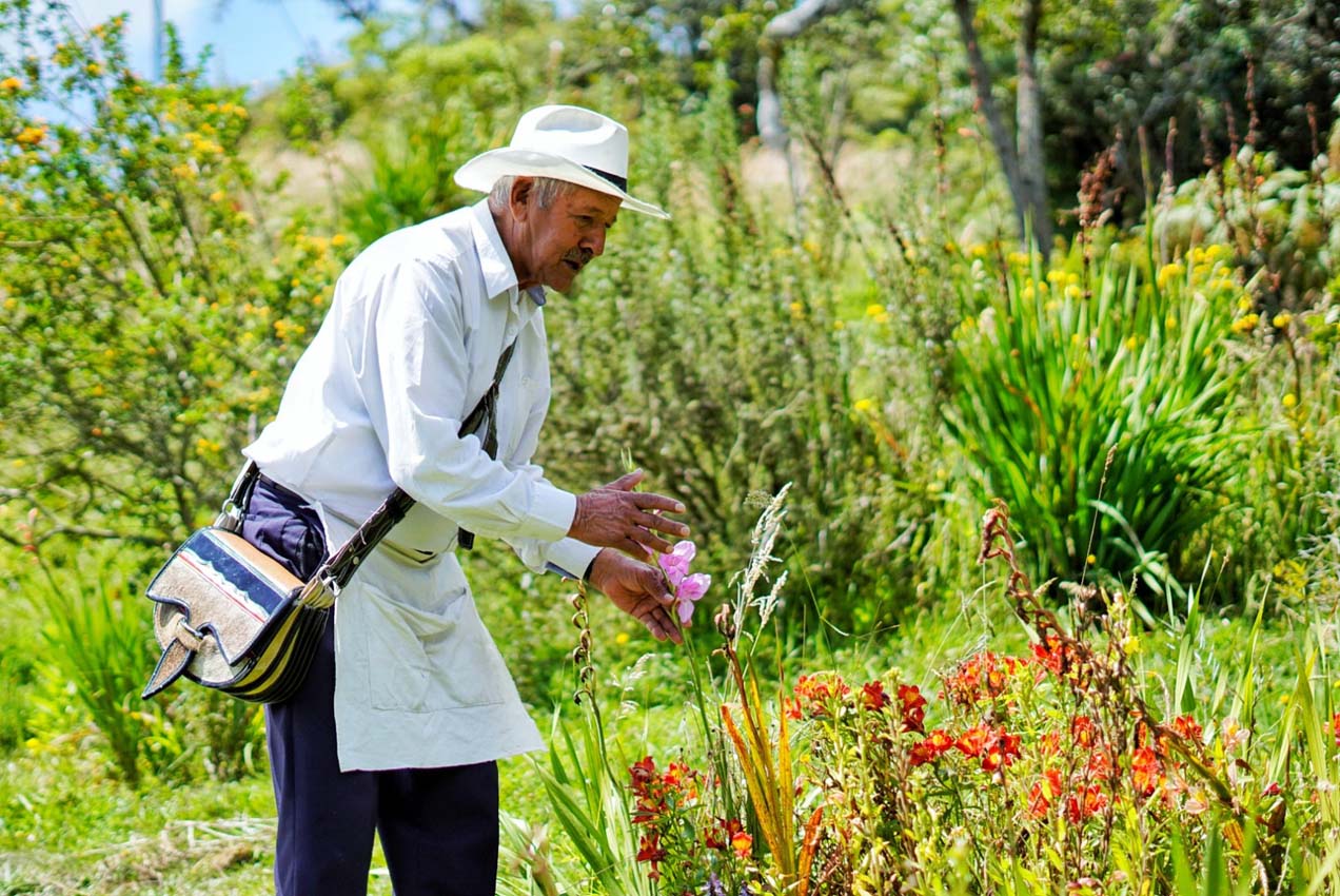 Silletero - Campesino