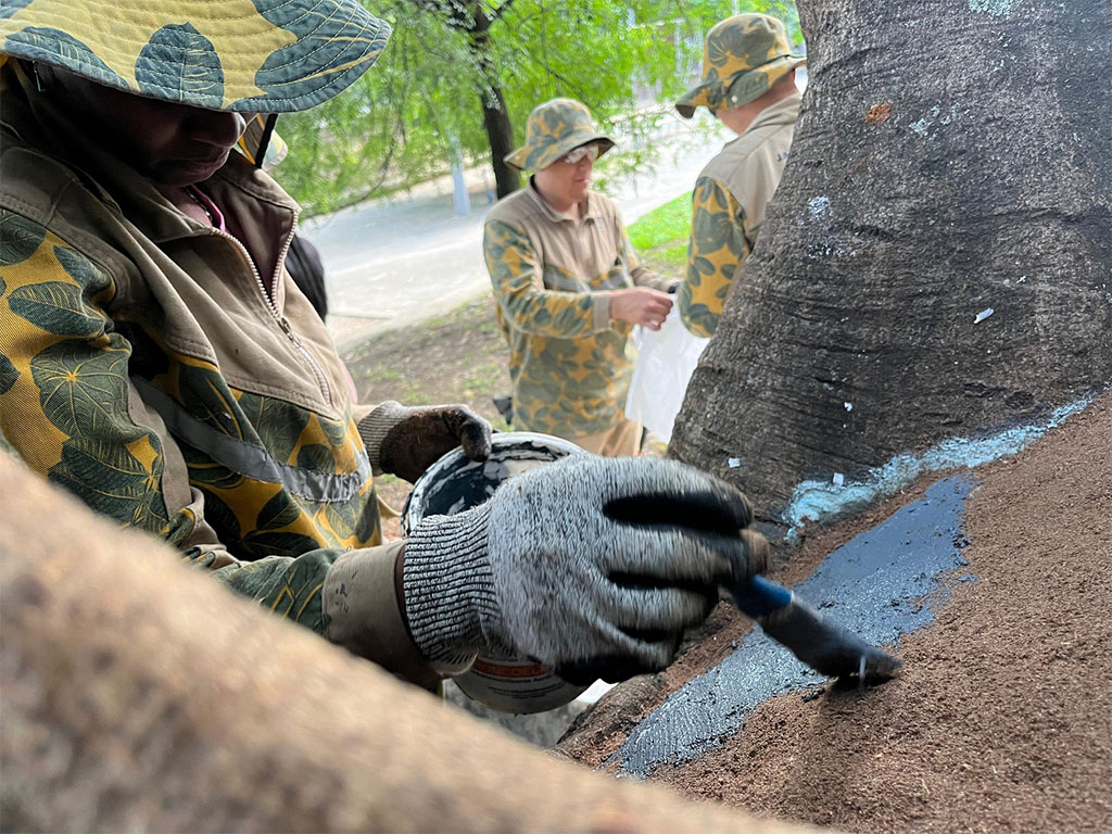 imagen 7 cuidado de bosque