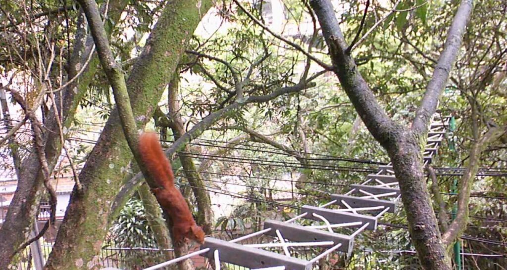 Pasos de fauna en Medellín