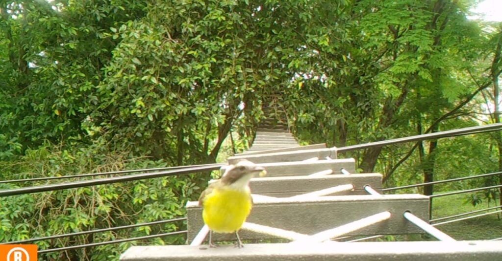 Pasos de fauna en Medellín
