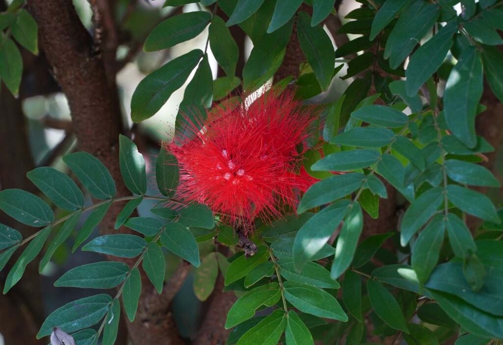 Imagen Carbonero de plumas