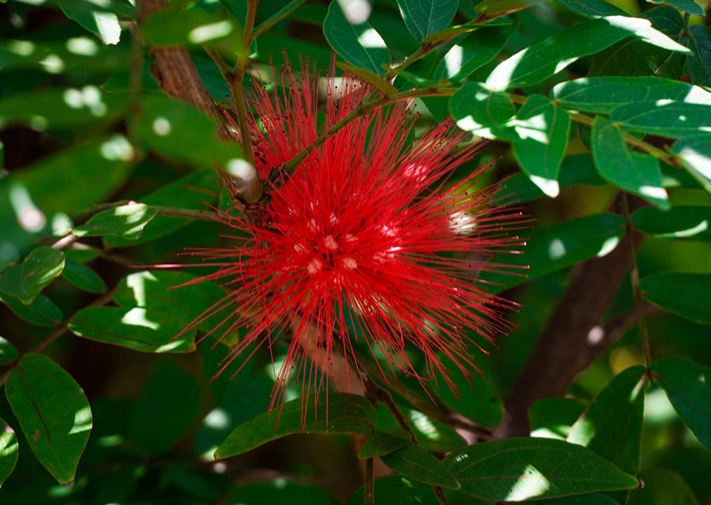 Imagen Carbonero de plumas 2