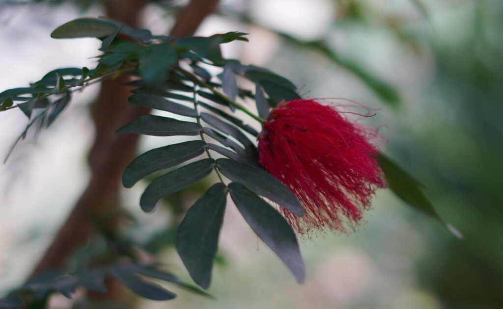 Imagen Carbonero de plumas foto 2