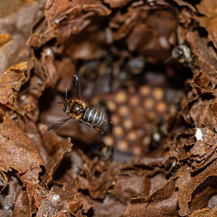 Imagen abeja en enjambre