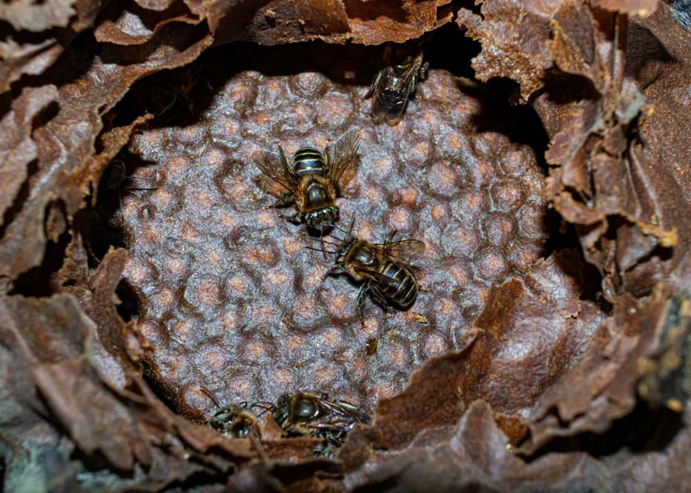 Imagen abeja invisible Foto ppal