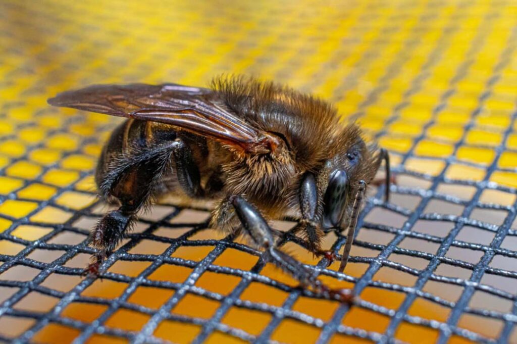 Imagen abeja primer plano