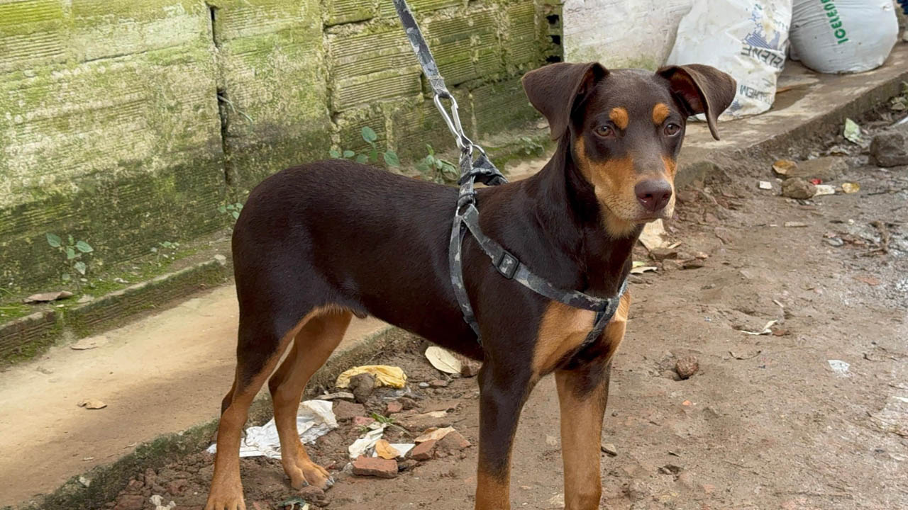 Imagen animales atendidos por emergencia de lluvias