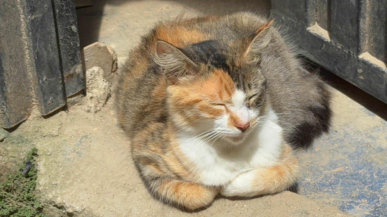 Imagen animales atendidos por emergencia de lluvias